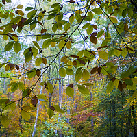 Buy canvas prints of Beech leaf curtain in autumn. by Elizabeth Debenham