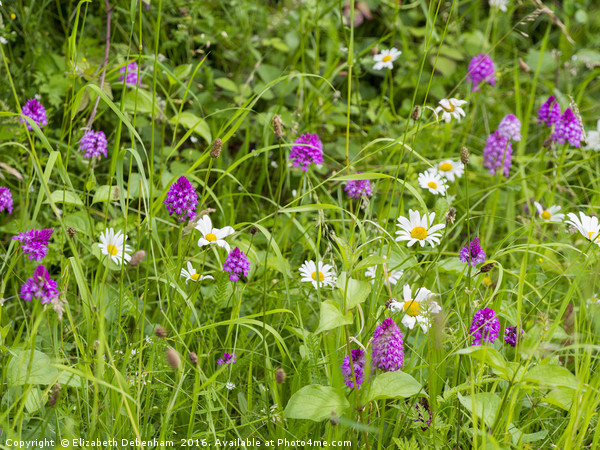 A Verge of Orchids and Ox-eye Daisies Picture Board by Elizabeth Debenham