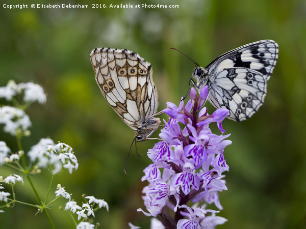 Mr and Mrs Marbled White on a Spotted Orchid Picture Board by Elizabeth Debenham