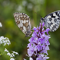 Buy canvas prints of Mr and Mrs Marbled White on a Spotted Orchid by Elizabeth Debenham