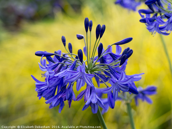 Blue Agapanthus Flowers Picture Board by Elizabeth Debenham