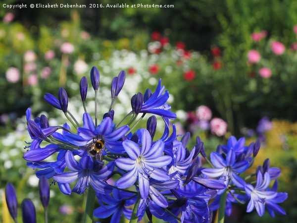 Vibrant Blue Agapanthus with Bumble Bee Picture Board by Elizabeth Debenham