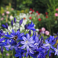 Buy canvas prints of Vibrant Blue Agapanthus with Bumble Bee by Elizabeth Debenham