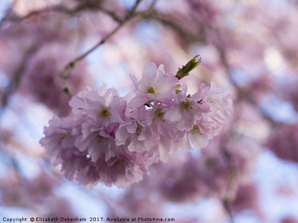 Pretty Pastel Pink Prunus Blossom. Picture Board by Elizabeth Debenham