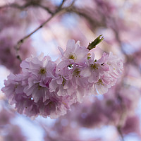 Buy canvas prints of Pretty Pastel Pink Prunus Blossom. by Elizabeth Debenham