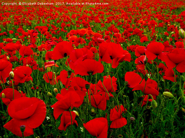 Bright Red Poppy Field Picture Board by Elizabeth Debenham