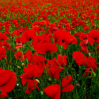 Buy canvas prints of Bright Red Poppy Field by Elizabeth Debenham
