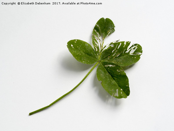 Four leaf clover Picture Board by Elizabeth Debenham