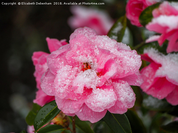 Pink Camellia, &amp;quot;Donation&amp;quot;,  deco Picture Board by Elizabeth Debenham