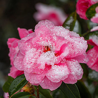 Buy canvas prints of Pink Camellia, &amp;quot;Donation&amp;quot;,  deco by Elizabeth Debenham