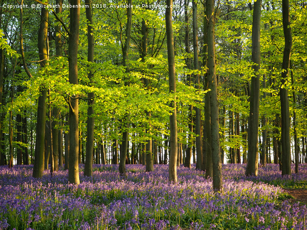 A May Evening in the Bluebells Picture Board by Elizabeth Debenham