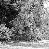 Buy canvas prints of Old Man Tree seen in the grounds of a local park. by Elizabeth Debenham