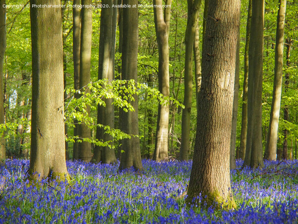 Bluebell Woodland in Hertfordshire Picture Board by Elizabeth Debenham