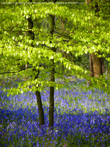 Shimmering new Beech leaves in Bluebell woodland. Picture Board by Elizabeth Debenham