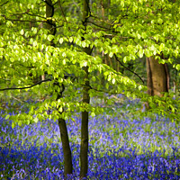 Buy canvas prints of Shimmering new Beech leaves in Bluebell woodland. by Elizabeth Debenham