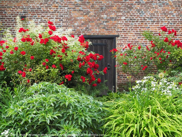 Roses round the door at Chenies Manor Picture Board by Elizabeth Debenham
