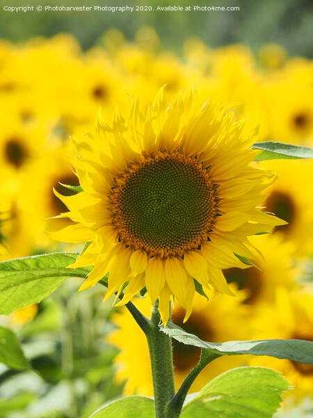 Sunflower; The Leader. Picture Board by Elizabeth Debenham