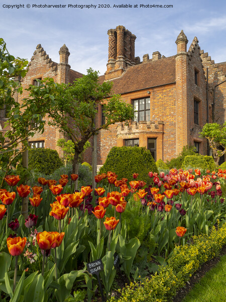Chenies Manor Gardens in April Picture Board by Elizabeth Debenham