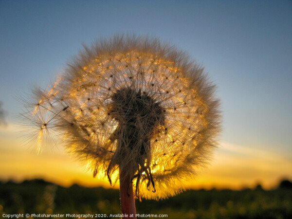 Dandelion Sunset Picture Board by Elizabeth Debenham