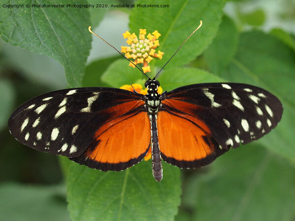South American Longwing Butterfly Picture Board by Elizabeth Debenham
