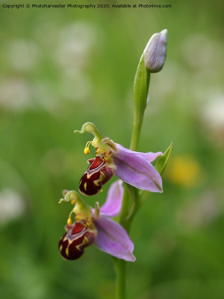 Bee Orchid close-up Picture Board by Elizabeth Debenham