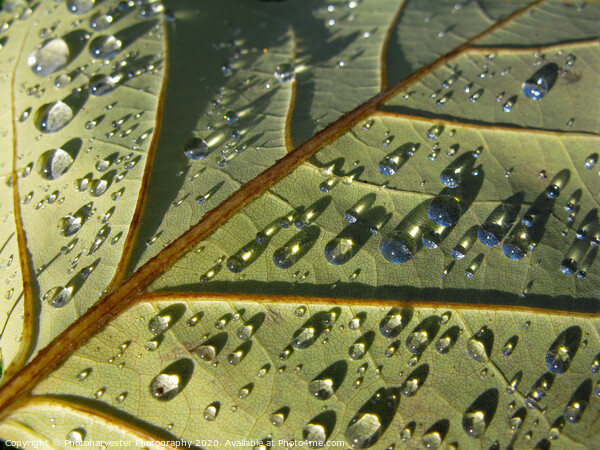 Raindrops in the Sun Picture Board by Elizabeth Debenham