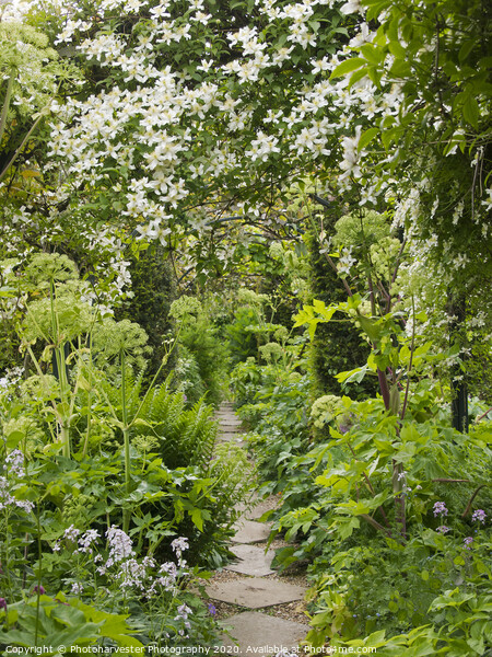 Beautiful Clematis at Chenies Manor Garden Picture Board by Elizabeth Debenham