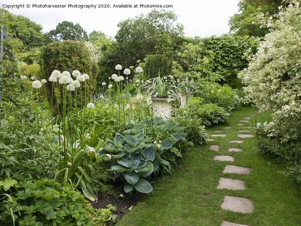 Chenies Manor White Garden in May Picture Board by Elizabeth Debenham