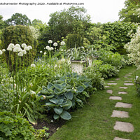 Buy canvas prints of Chenies Manor White Garden in May by Elizabeth Debenham
