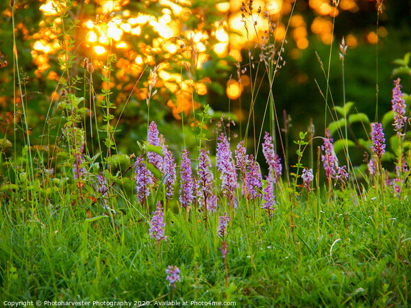 Wild Fragrant Orchids backlit with sunset through  Picture Board by Elizabeth Debenham