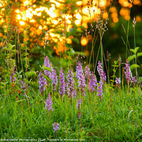 Buy canvas prints of Wild Fragrant Orchids backlit with sunset through  by Elizabeth Debenham