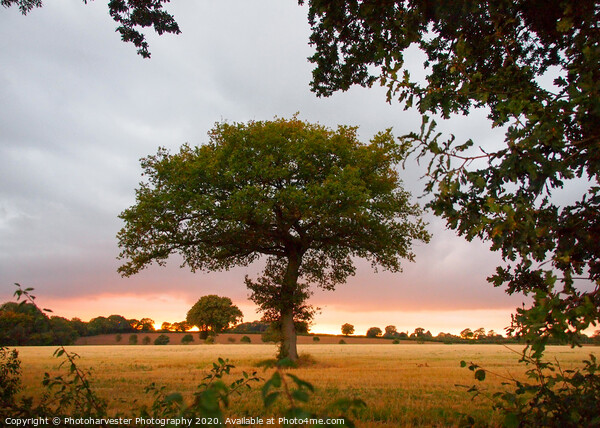 A lone Oak tree in a field at sundown Picture Board by Elizabeth Debenham