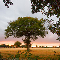 Buy canvas prints of A lone Oak tree in a field at sundown by Elizabeth Debenham