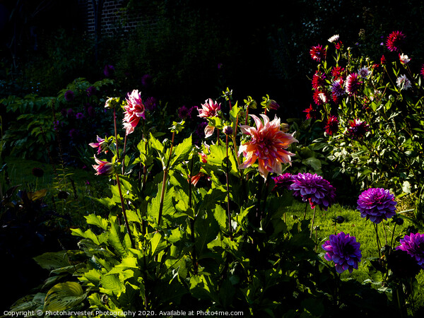 Chenies Manor Dahlias  in Sunlight Picture Board by Elizabeth Debenham