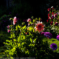 Buy canvas prints of Chenies Manor Dahlias  in Sunlight by Elizabeth Debenham