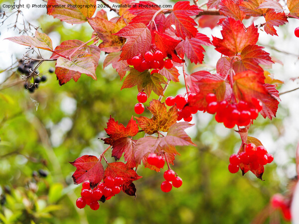 Guelder Rose berries in The Chilterns Picture Board by Elizabeth Debenham