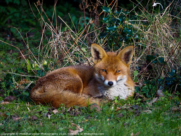 Fox  Snoozing in the Sun Picture Board by Elizabeth Debenham