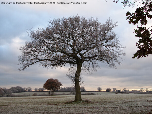 Lone Oak tree in a Frosted Field Picture Board by Elizabeth Debenham