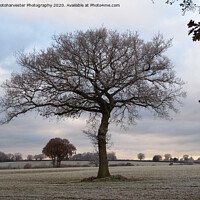 Buy canvas prints of Lone Oak tree in a Frosted Field by Elizabeth Debenham