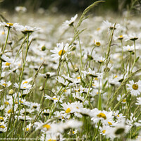 Buy canvas prints of Ox-eye Daisies, Bunkers Park, Hemel Hempstead by Elizabeth Debenham