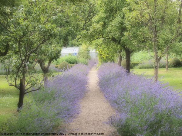 Nepeta path through Chenies Kitchen Garden Picture Board by Elizabeth Debenham