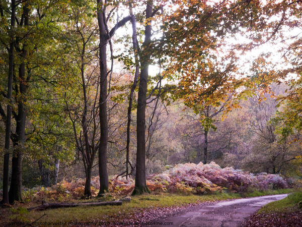Ashridge in Autumn Picture Board by Elizabeth Debenham
