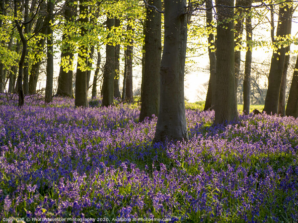Hertfordshire Bluebells in Evening Picture Board by Elizabeth Debenham