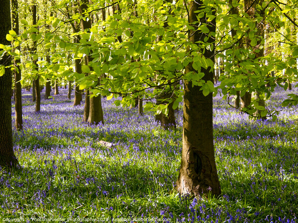 Chiltern Bluebells and Beeches Picture Board by Elizabeth Debenham