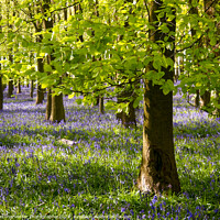 Buy canvas prints of Chiltern Bluebells and Beeches by Elizabeth Debenham