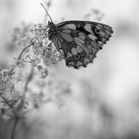 Buy canvas prints of Marbled White  Butterfly on Bedstraw by Elizabeth Debenham