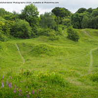 Buy canvas prints of Aston Clinton Orchid Nature Reserve by Elizabeth Debenham