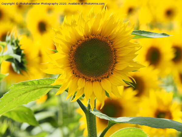 Sunflower Picture Board by Elizabeth Debenham