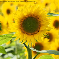 Buy canvas prints of Sunflower by Elizabeth Debenham
