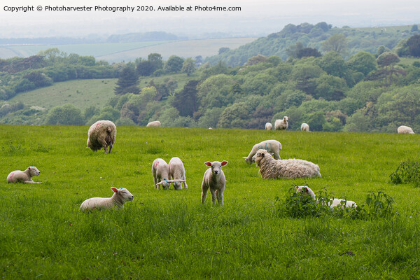 Curious Lamb at Swyncombe, Oxon Picture Board by Elizabeth Debenham